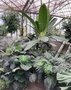 vignette Jardin des plantes de Lille - la serre tropicale