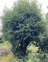 vignette Poncirus trifoliata