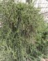 vignette Euphorbia sp