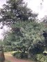vignette Pinus griffithii - Pin pleureur de l'Himalaya