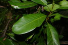 vignette Atractocarpus bracteatus