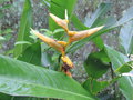 vignette Heliconia acuminata ?