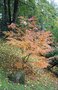 vignette Acer palmatum cv.