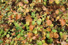 vignette Hydrangea anomala ssp. petiolaris