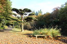 vignette Taxus baccata (if d'Europe)