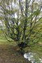 vignette Carpinus betulus (charme)