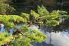 vignette Juniperus chinensis 'Kaizuka'