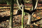 vignette Acer palmatum 'Arakawa'