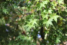 vignette Acer palmatum 'Arakawa'