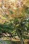 vignette Acer palmatum 'Sango-kaku'