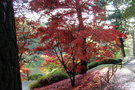 vignette Acer palmatum 'Osakazuki'