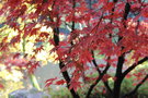 vignette Acer palmatum 'Osakazuki'