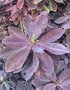 vignette Euphorbia umbellata 'Rubra' = Synadenium grantii f. rubrum