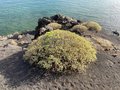 vignette Euphorbia balsamifera