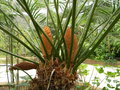 vignette Cycas rumphii ?