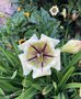 vignette Solandra grandiflora - Grande solandre ou liane trompette