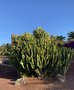 vignette Euphorbia candelabrum