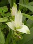 vignette Curcuma sp