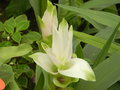 vignette Curcuma sp