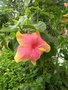 vignette Hibiscus rosa sinensis cv ?