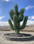 vignette Jardin de Cactus  Lanzarote