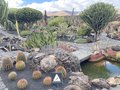 vignette Jardin de Cactus  Lanzarote