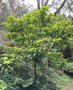 vignette Daphniphyllum himalayense ssp. macropodum
