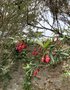 vignette Crinodendron hookerianum - Arbre aux lanternes