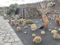 vignette Jardin de Cactus  Lanzarote