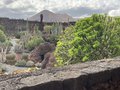 vignette Jardin de Cactus  Lanzarote