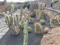 vignette Jardin de Cactus  Lanzarote