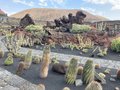 vignette Jardin de Cactus  Lanzarote