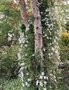 vignette Clematis montana 'Alba' - Clmatite des montagnes blanche