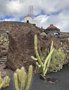 vignette Jardin de Cactus  Lanzarote