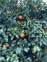 vignette La SHBL visite de la Cactuseraie de Creismeas  Guipavas - Citrus unshiu - Mandarinier Satsuma