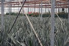 vignette La SHBL visite de la Cactuseraie de Creismeas  Guipavas - Aloe vera