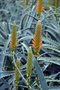 vignette La SHBL visite de la Cactuseraie de Creismeas  Guipavas - Aloe arborescens