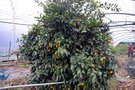vignette La SHBL visite de la Cactuseraie de Creismeas  Guipavas - Citrus unshiu - Mandarinier Satsuma