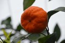 vignette La SHBL visite de la Cactuseraie de Creismeas  Guipavas - Citrus unshiu - Mandarinier Satsuma -
