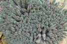 vignette La SHBL visite de la Cactuseraie de Creismeas  Guipavas, Euphorbia ferox