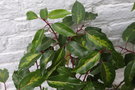 vignette Prunus lusitanica 'Coeur Tendre'