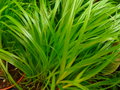 vignette Cyperus zumula