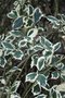 vignette Ilex aquifolium 'Argentea Marginata Pendula'
