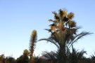 vignette Yucca filifera & Washingtonia & Phoenix