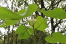 vignette Mallotus nepalensis / Euphorbiaceae /