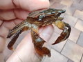 vignette Crabe (Varuna litterata)