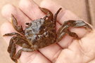 vignette Crabe (Varuna litterata)