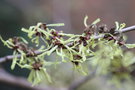 vignette Hamamelis japonica 'Brentry'