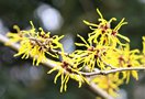 vignette Hamamelis x intermedia 'Amanda'