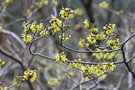 vignette Hamamelis x intermedia 'Angelly'